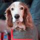 Imagen para el artículo titulado Un nuevo coronavirus puede estar saltando de los perros a las personas
